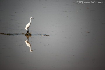 白鹭