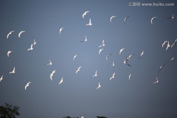 鸽子