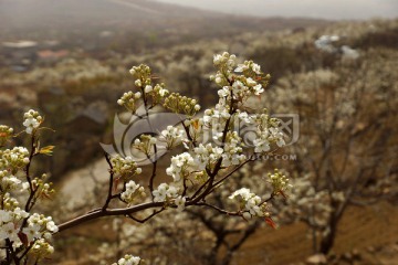 梨花 梨树 梨园风光