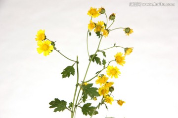 野菊花
