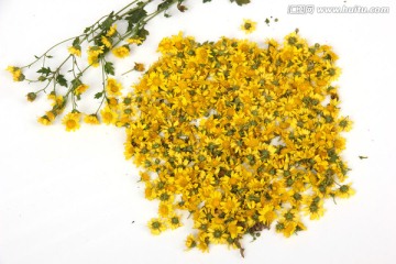 野菊花