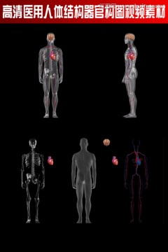 高清医用人体器官视频素材