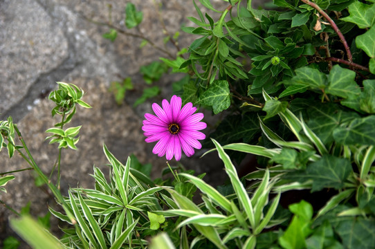 雏菊