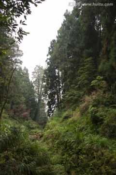 高山树木