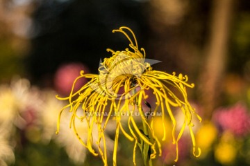 黄色观赏菊