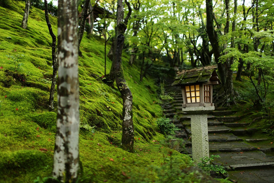 京都岚山常寂光寺石灯青苔