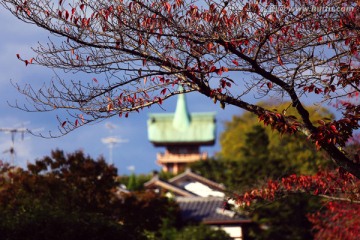 日本京都的秋天