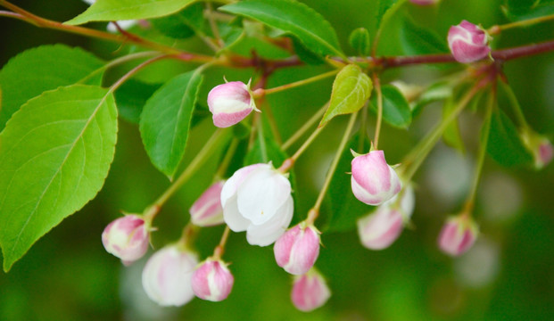 山荆子花卉