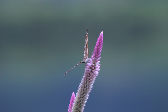 蝶恋花