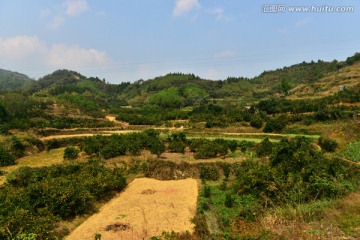 橘子树丛