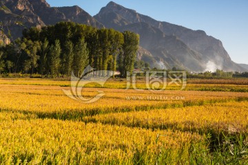 金色稻田和大山
