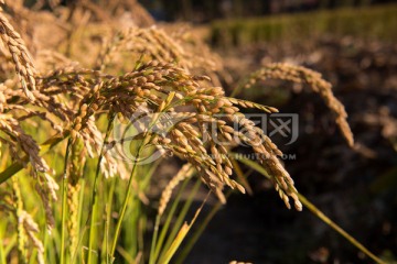 稻子 稻谷