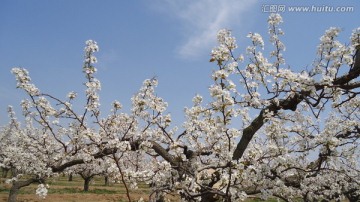 梨花
