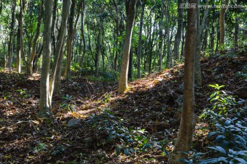 梧桐山