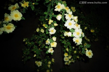 夜拍黄刺梅