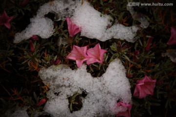 雪地骆驼刺花