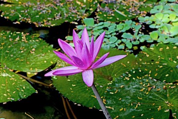 睡莲