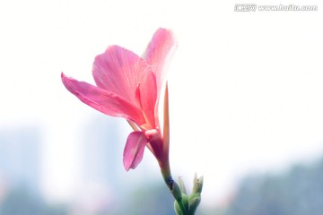 美人焦