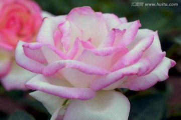 月季花