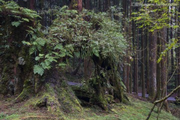 高山老树