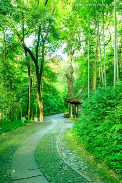 竹林小路