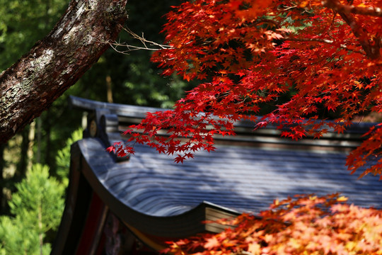 日本神护寺屋檐红枫景观