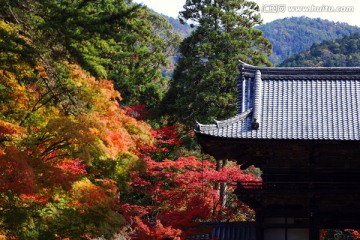 日本神护寺寺门前的枫叶