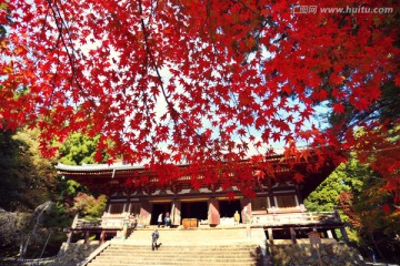 日本京都高雄山神护寺枫叶