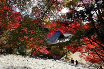 京都神护寺阶梯枫叶