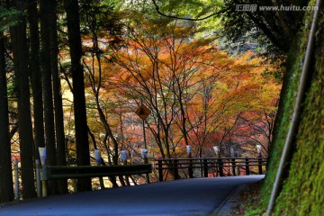 日本高雄山公路旁的红枫