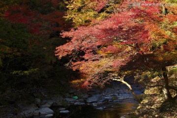 日本京都红枫溪流景观