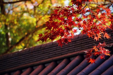 京都寺院红枫