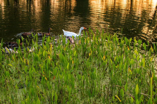 金色池塘中的白鹅