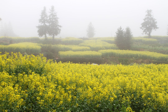 晨雾中的油菜花