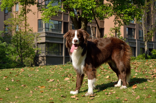 牧羊犬