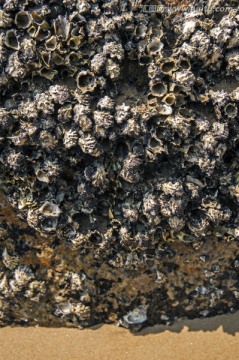 岩石上的牡蛎