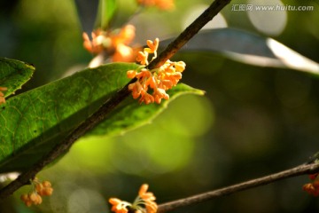 桂花