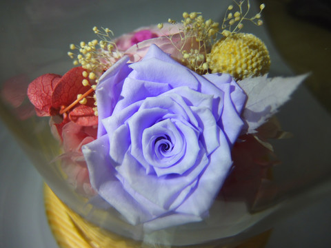 蓝色玫瑰花朵