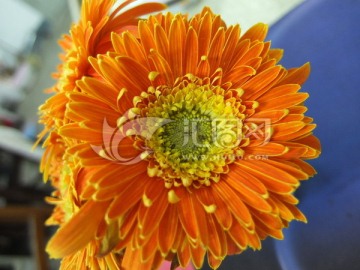 橙色太阳花 非洲菊