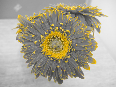 灰黄色太阳花
