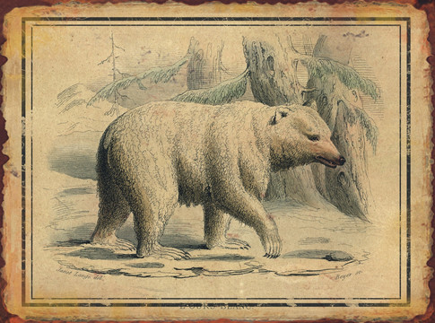 复古 动物熊 无框画