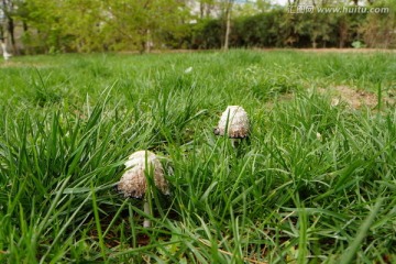 野生菌