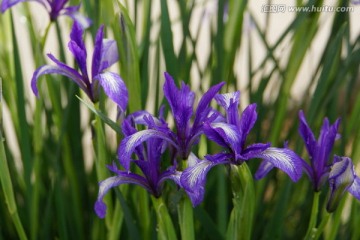 宁夏马兰花