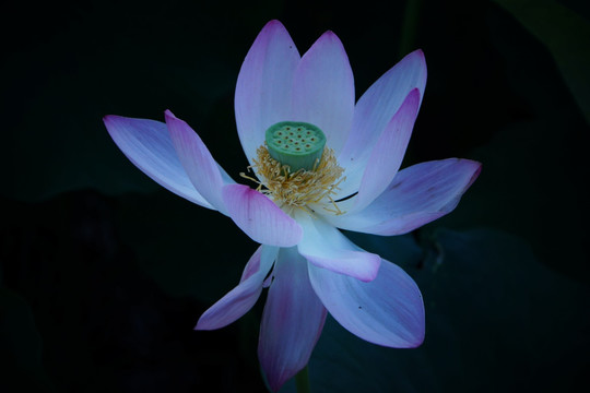 夜荷花
