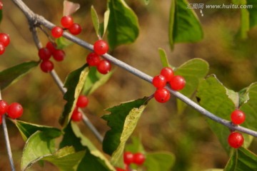 红野果