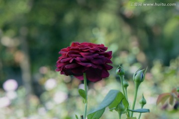 月季花