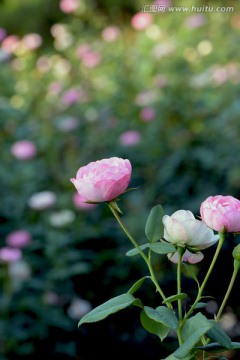 月季花