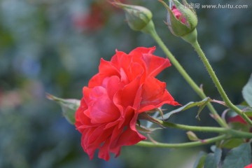 月季花