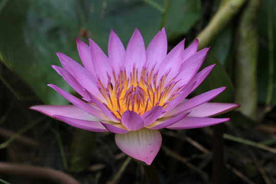 莲花
