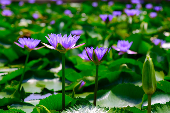 莲花池